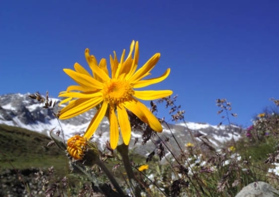 Arnica, articulações e artrite