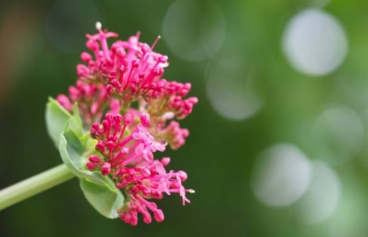 Raiz de valeriana, tensão arterial